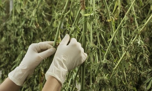 Terre Di Cannabis Pixabay Beskaaret
